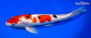 12.75" SANKE
