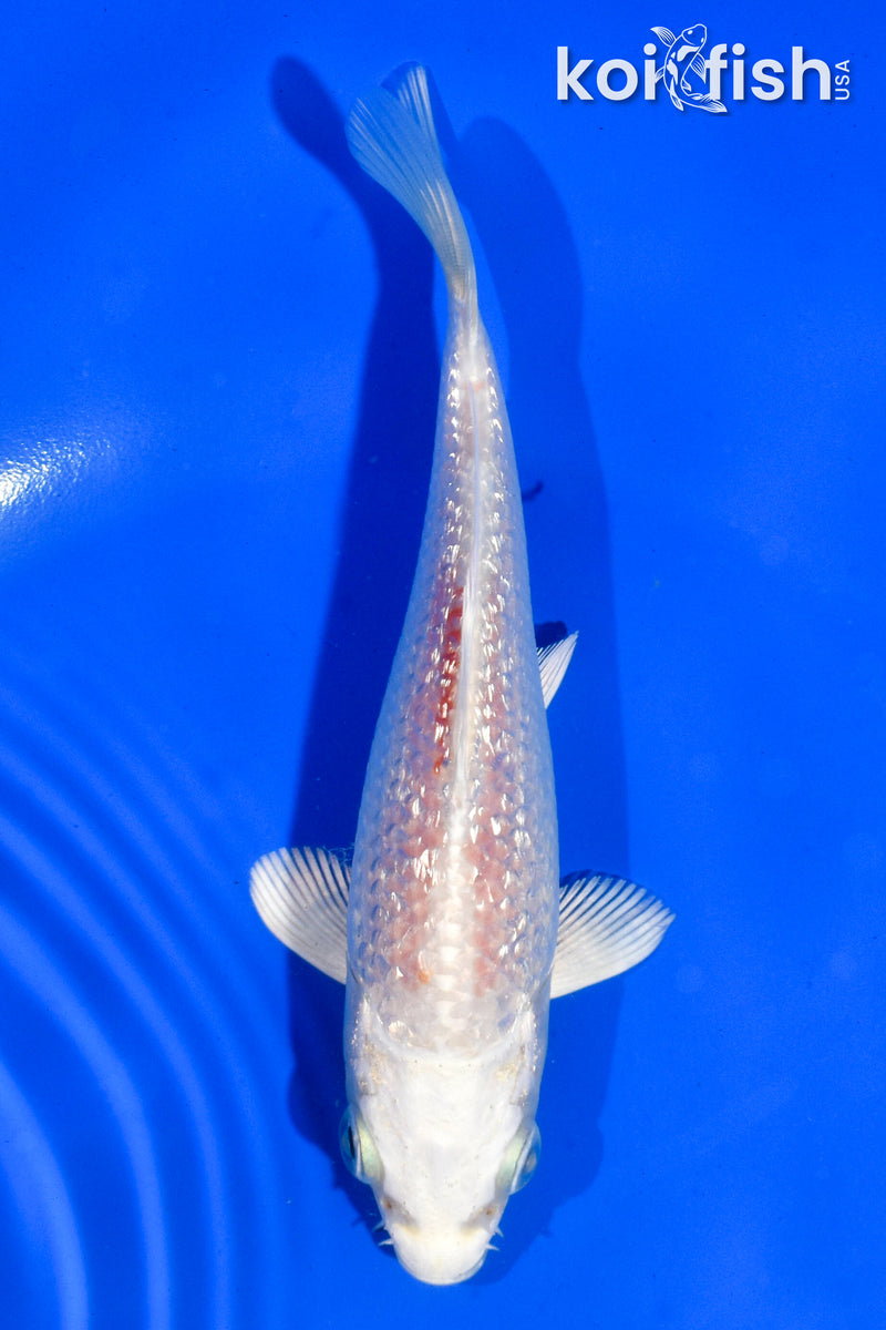 5" GINRIN HARIWAKE