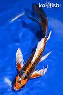 8.5" BENI KIKOKURYU BUTTERFLY