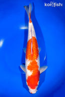 13.25" GINRIN KOHAKU
