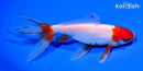 5.75" SARASA WATONAI GOLDFISH