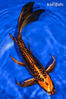 9.5" BENI KIKOKURYU BUTTERFLY