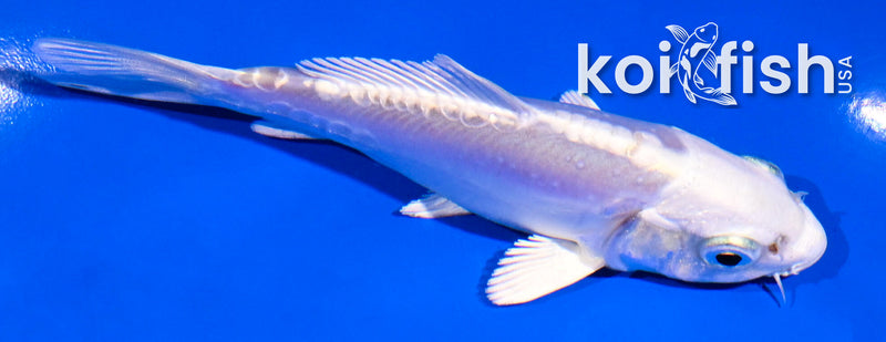 4" DOITSU PLATINUM OGON