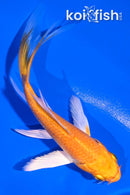 4" YAMABUKI OGON BUTTERFLY