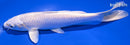 6.75" PLATINUM OGON