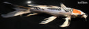 9.25" DOITSU TANCHO KUJAKU BUTTERFLY