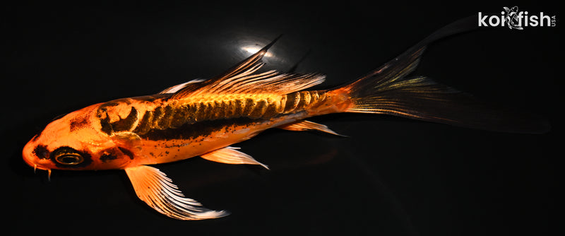 5.75" BENI KIKOKURYU BUTTERFLY