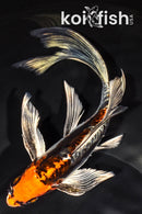 7.75" BENI KIKOKURYU BUTTERFLY