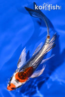 5.25" BENI KIKOKURYU BUTTERFLY