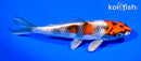 5.5" KIN SHOWA