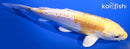 6.75" DOITSU LEMON HARIWAKE