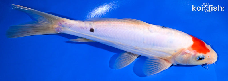 10.5"DOITSU TANCHO SANKE