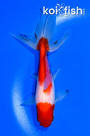 5.75" SARASA WATONAI GOLDFISH