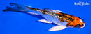 5.75" GINRIN KUJAKU BUTTERFLY