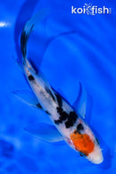 5.5" SANKE BUTTERFLY