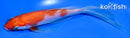 6" KOHAKU BUTTERFLY
