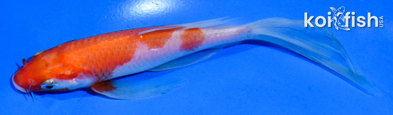 6" KOHAKU BUTTERFLY