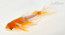 5.25" WAKIN GOLDFISH