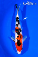 8.75" SANKE