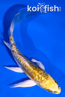 5" GINRIN ARAGOKE KIN KIKOKURYU BUTTERFLY