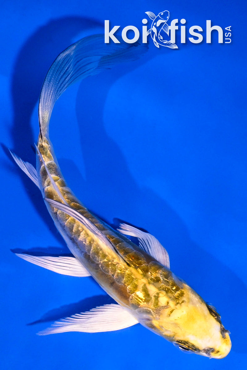 5" GINRIN ARAGOKE KIN KIKOKURYU BUTTERFLY