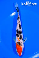 6.5" SANKE
