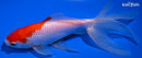 6.5" WATONAI GOLDFISH
