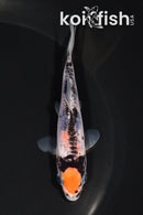 4.25" MARUTEN BENI KUMONRYU