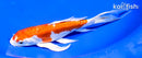 6.75" KIKUSUI BUTTERFLY