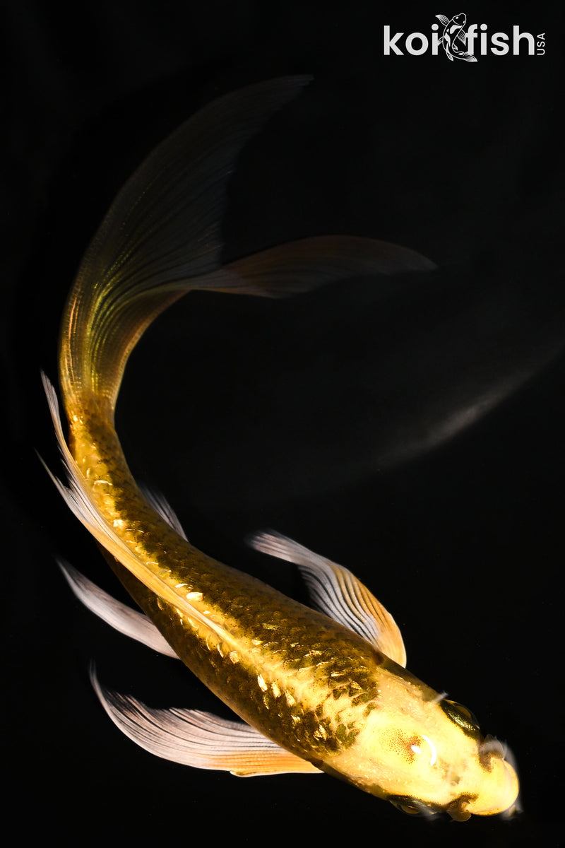 6" GINRIN KI MATSUBA BUTTERFLY