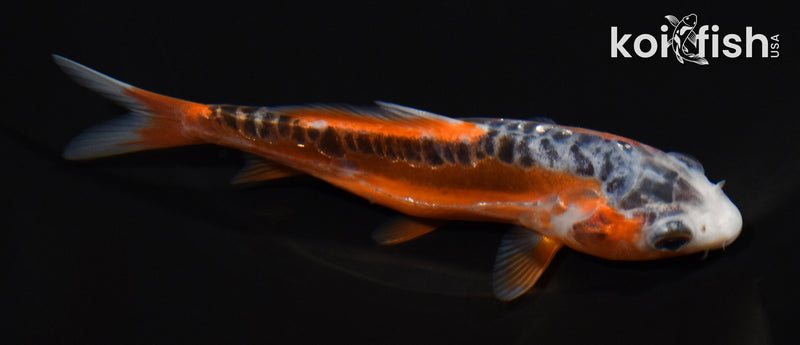 4.75" HI SHUSUI