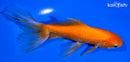 5.75" WATONAI GOLDFISH