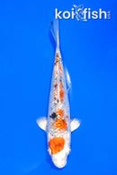 5.25" GINRIN YAMATO NISHIKI