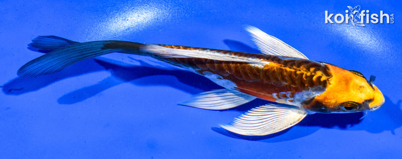 5.5" ARAGOKE BENI KIKOKURYU BUTTERFLY
