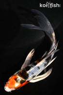 5" YAMATO NISHIKI BUTTERFLY