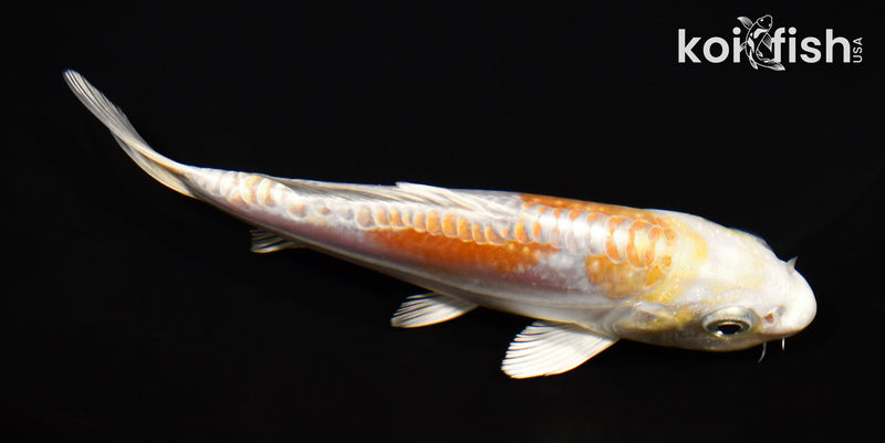 5.25" DOITSU HARIWAKE