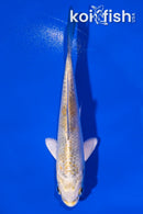 4.5" KUJAKU
