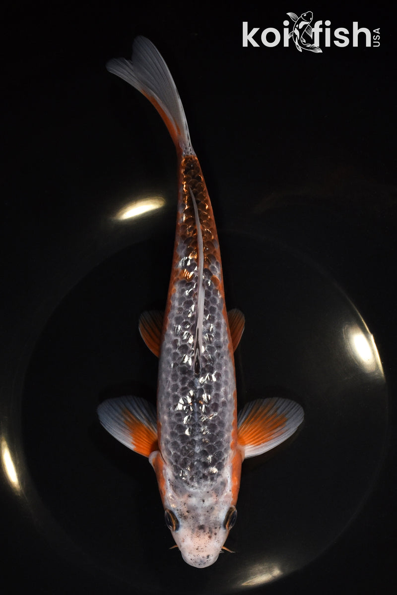 8.25" GINRIN ASAGI