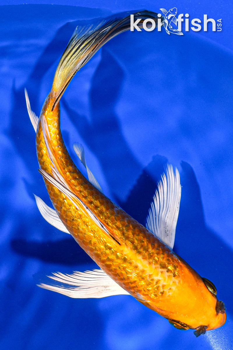 6.5" GINRIN ORENJI MATSUBA BUTTERFLY