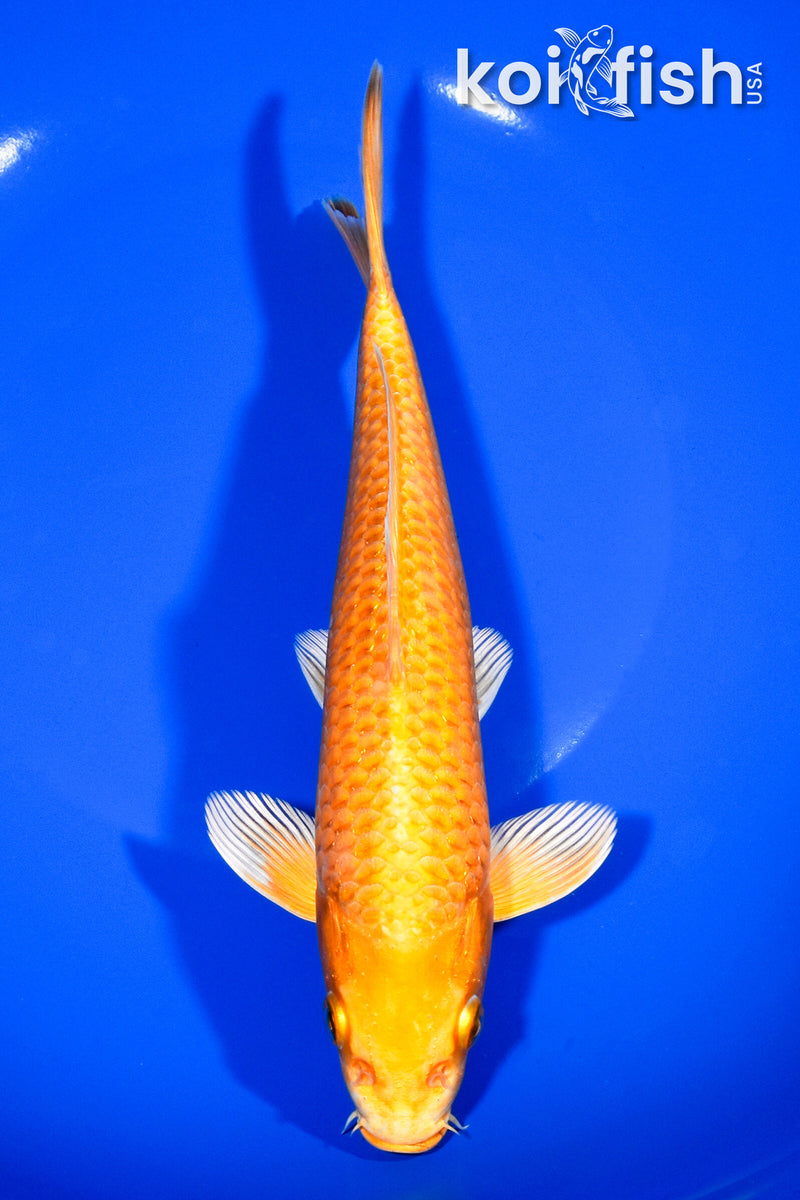8.25" ORENJI OGON