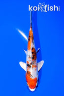5.75" YAMATO NISHIKI
