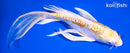 7.75" ARAGOKE LEMON HARIWAKE BUTTERFLY