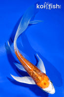 5.5" ARAGOKE HEISEI NISHIKI BUTTERFLY