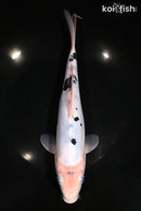 10.5" DOITSU SHIRO BEKKO