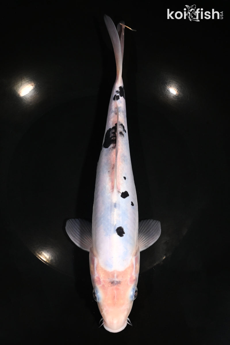 10.5" DOITSU SHIRO BEKKO