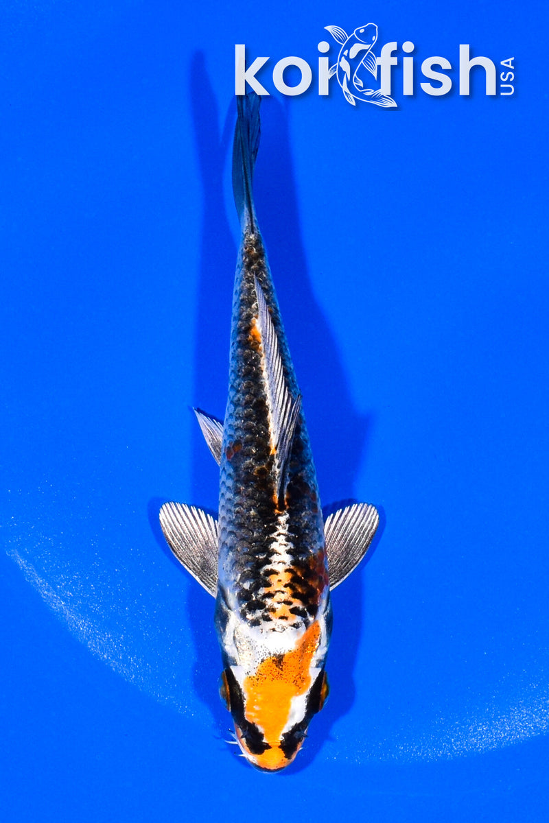 4.75" KUJAKU