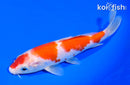 7" KOHAKU