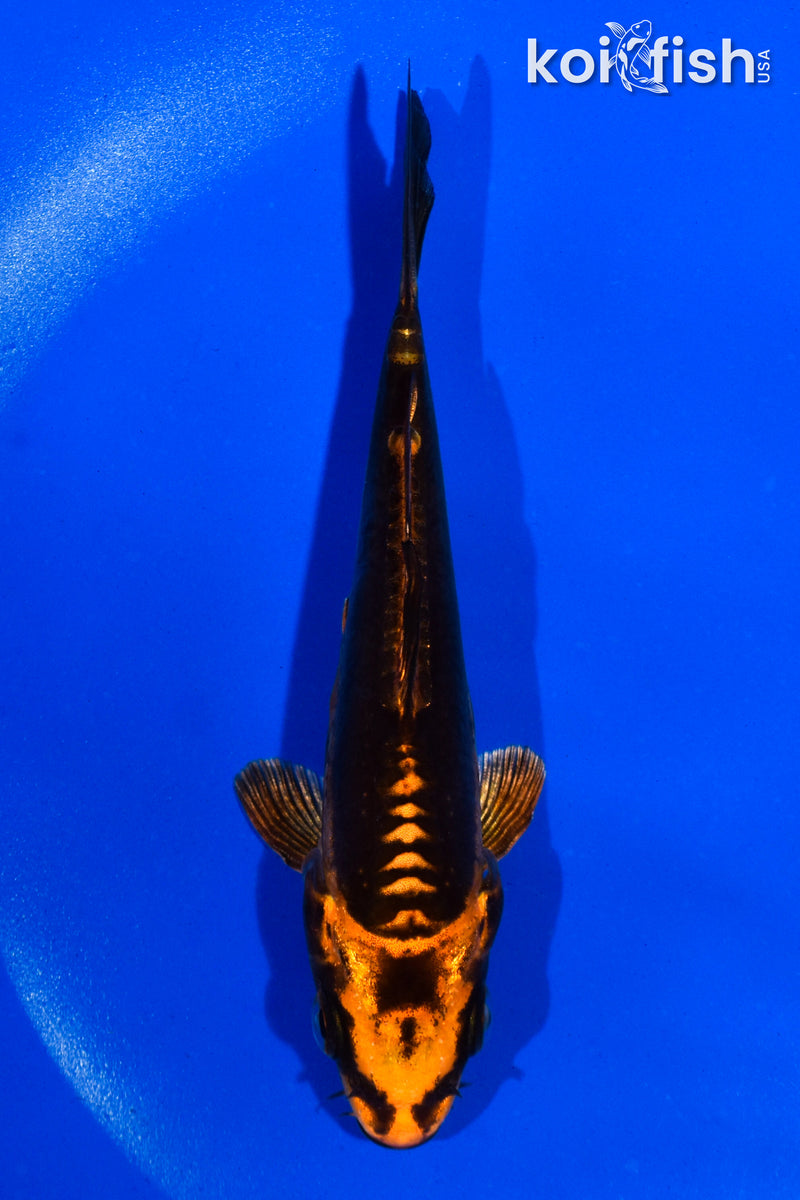 5" BENI KIKOKURYU