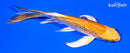5.5" GINRIN YAMABUKI OGON BUTTERFLY