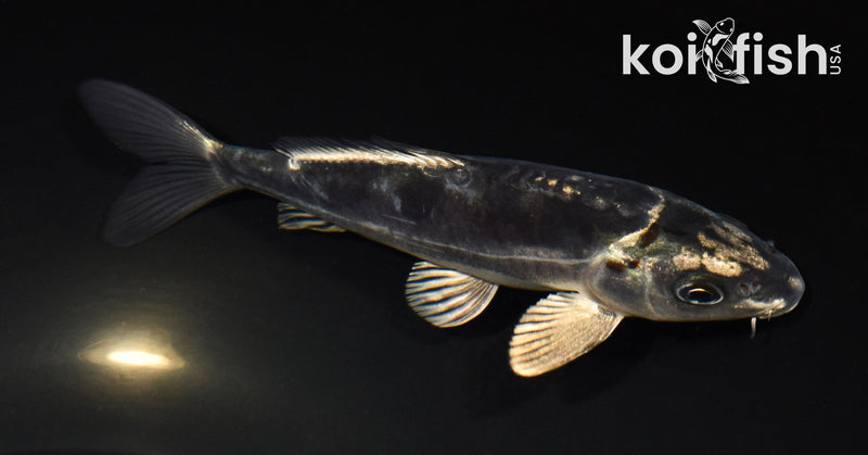 5.5" KIKOKURYU